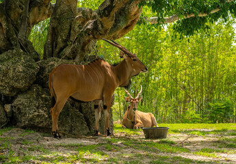 Two common eland antelopes near a large tree with thick roots  one animal stands in the shade while another rests on green grass near a black feeding tub. © AncientAftertone
