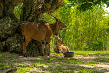 Pair of common eland antelopes in a park enclosure, one mammal stands beside the thick roots of a large tree and the other lies on the grass near a black plastic tub. © AncientAftertone