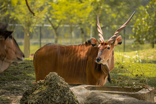 Large bongo antelope mammal with long horns standing on the grass near the concrete trough and turning its head to look towards the side.