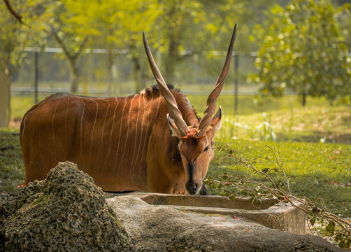 Bongo antelope, a mammal with long horns, standing on the grass and lowering its head towards the concrete trough with cut plant branches.