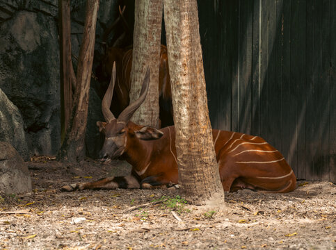 Eastern bongo antelope with long horns and bright white body stripes resting on dry ground behind thick tree trunks in a shadowed park enclosure.