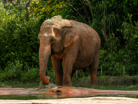 Asian elephant, a mammal with hay on its head, standing near a water pool and a concrete platform on a bright summer day.