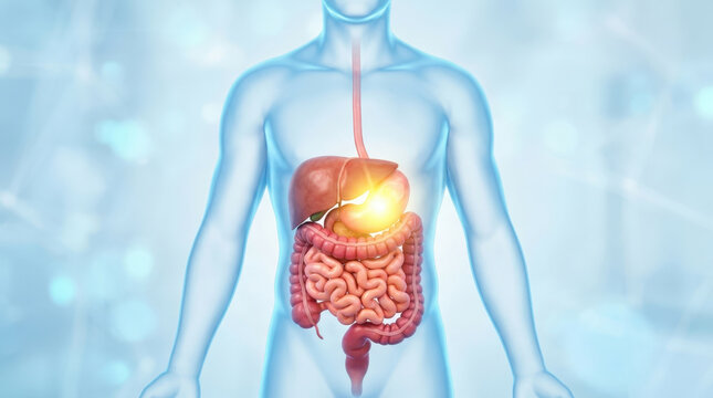 Human digestive system and liver with glowing stomach area in bright yellow for health and digestion focus in medical graphics.