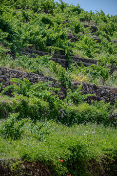 Old terraced Banyuls-sur-Mer vineyards on steep southfacing schist and slate slopes, with tiny summer berries and grape varieties Grenache, Carignan, Mourv&egrave;dre, and Tibouren