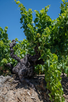 Old terraced Banyuls-sur-Mer vineyards on steep southfacing schist and slate slopes, with tiny summer berries and grape varieties Grenache, Carignan, Mourv&egrave;dre, and Tibouren