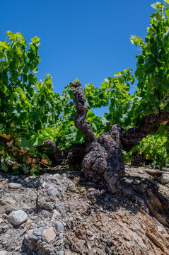 Old terraced Banyuls-sur-Mer vineyards on steep southfacing schist and slate slopes, with tiny summer berries and grape varieties Grenache, Carignan, Mourv&egrave;dre, and Tibouren