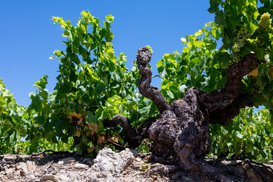 Old terraced Banyuls-sur-Mer vineyards on steep southfacing schist and slate slopes, with tiny summer berries and grape varieties Grenache, Carignan, Mourv&egrave;dre, and Tibouren