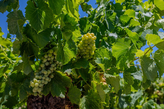 Old terraced Banyuls-sur-Mer vineyards on steep southfacing schist and slate slopes, with tiny summer berries and grape varieties Grenache, Carignan, Mourv&egrave;dre, and Tibouren
