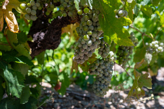 Old terraced Banyuls-sur-Mer vineyards on steep southfacing schist and slate slopes, with tiny summer berries and grape varieties Grenache, Carignan, Mourv&egrave;dre, and Tibouren