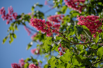 Fototapeta premium Pink horse-chestnut trees in full spring bloom line Paris parks and riverside promenades, creating canopy of blossoms with delicate fragrance, botanical photo