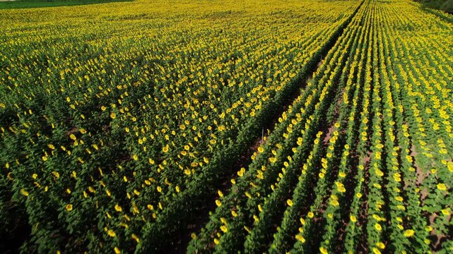 Endless rows of yellow sunflowers growing in a large agricultural field under sunlight