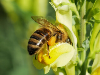 A bee with a pollen sac on its leg is gathering nectar from a yellow flower. © Robert
