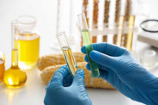 Scientist in blue gloves holding test tubes with corn oil and green liquid, biofuel research and development