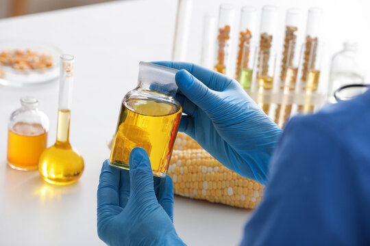 Scientist in blue gloves holding a glass bottle of yellow liquid, corn cob and laboratory glassware on a white table, this setup represents scientific analysis and development in the biotechnology