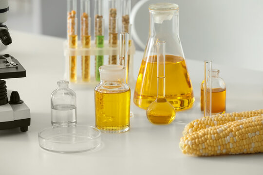 Corn cobs and various laboratory glassware with yellow liquids and grains on a white table agricultural research