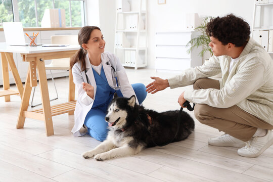 Female veterinarian consulting with a male pet owner and his husky dog during a veterinary check-up, the dog is lying calmly on the floor while the veterinarian and owner engage in a discussion