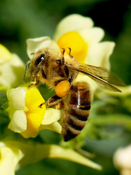 A bee with pollen baskets full of pollen is collecting nectar from a yellow flower.