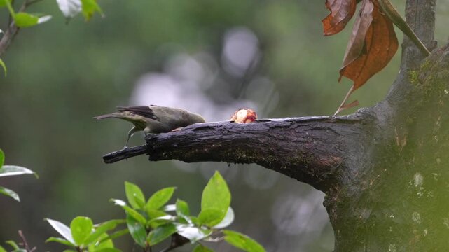 Palm tanager perching on tree branch feeding on fruit