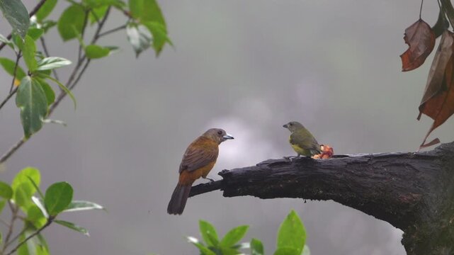 Tanager and chlorophonia birds eating fruit on tree branch