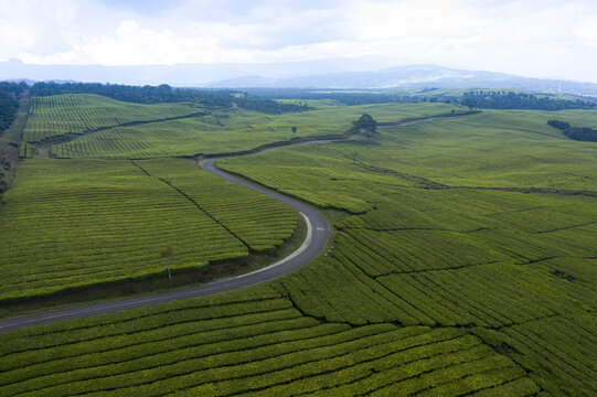 Aerial view of a winding road cutting through lush green tea plantations in the highlands of Kerinci Regency, Jambi, Indonesia.