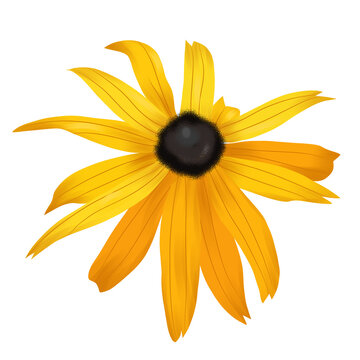 Illustrated Yellow Rudbeckia Flower Isolated