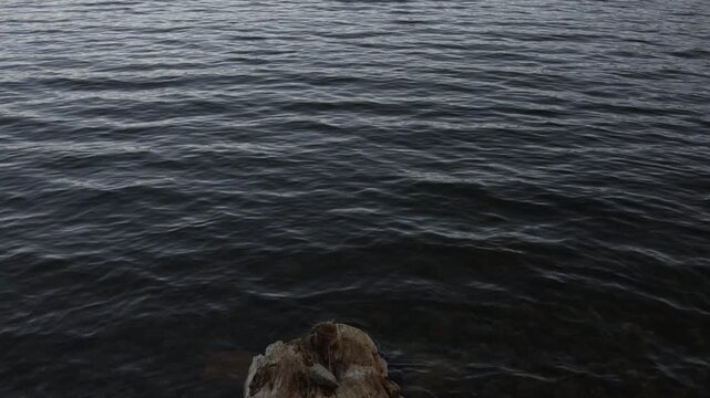 Camera tilts from driftwood to wide forested mountain lake, revealing rippling open water, distant pine covered hills and a peaceful evening landscape beneath a clear sky