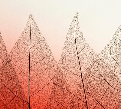 Transparent Skeleton Leaf Background