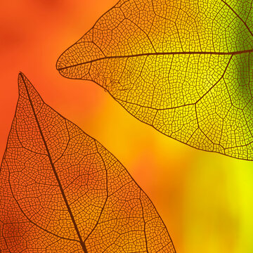 Orange Leaf Vein Texture Background