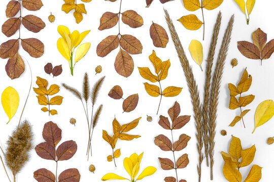 Autumn Leaves Botanical Collection