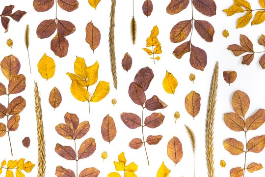 Autumn Leaves Botanical Pattern