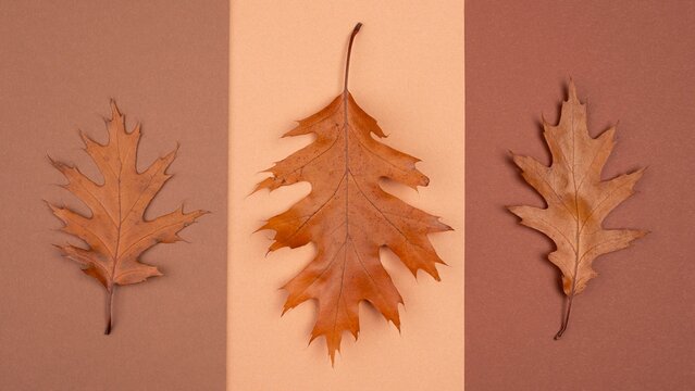 Orange Autumn Leaf Background