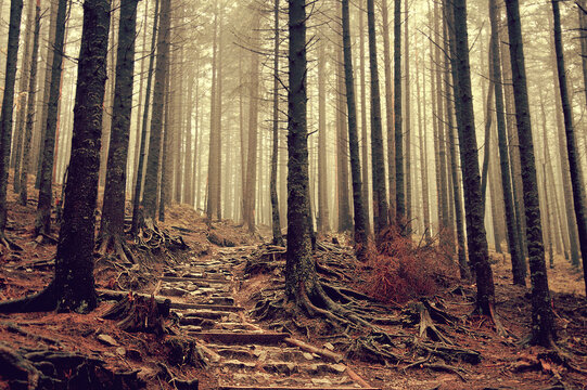 Misty Tall Forest Landscape