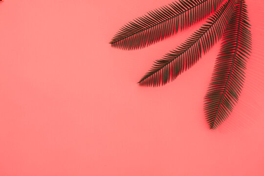 Red Palm Leaf Background
