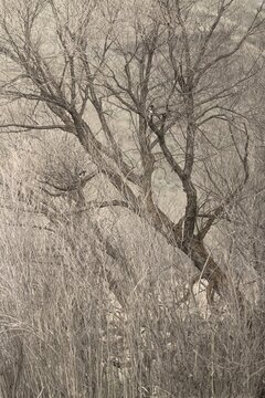 Winter Forest Tree Landscape
