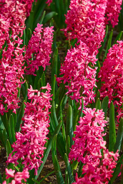 Vibrant Pink Hyacinth Flower Bed in Full Bloom, Colorful Spring Garden Floral Background