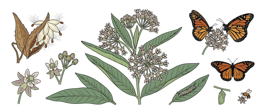 Milkweed Plant Life Cycle and Insects Illustration