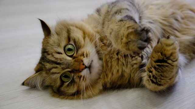 Close-up portrait of cute beloved cat, lounging, lying on back. He is a sweet cat who enjoys attention. funny pets. Humor