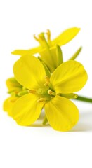 Fototapeta premium Bright Yellow Wildflower with Green Stem and Leaves.