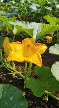 Bright yellow zucchini flower in lush garden setting.