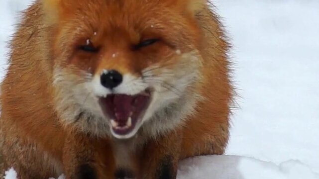 Red Fox Chewing Bone in Snow Close Up