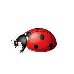 Naklejka premium Bright red ladybug with black spots on white background.