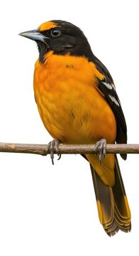 Bright orange and black bird perched on a thin branch.