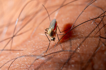Extreme close-up macro shot of a mosquito biting human skin and feeding on blood. Concept of disease vector, malaria, dengue fever prevention, and insect bite. © Gates Studio