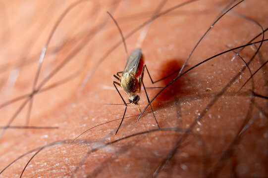 Extreme close-up macro shot of a mosquito biting human skin and feeding on blood. Concept of disease vector, malaria, dengue fever prevention, and insect bite.