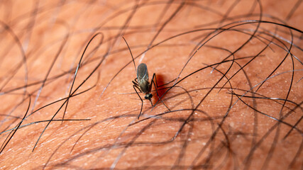 Extreme close-up macro shot of a mosquito biting human skin and feeding on blood. Concept of disease vector, malaria, dengue fever prevention, and insect bite. © Gates Studio