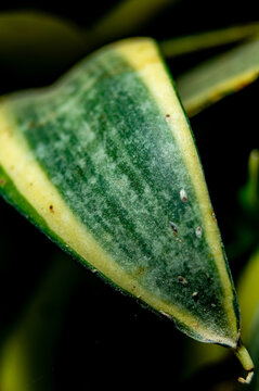 Macro shot of a variegated Sansevieria snake plant leaf with scale insects pest infection. Concept of plant diseases, gardening problems, houseplant care, and pest control.