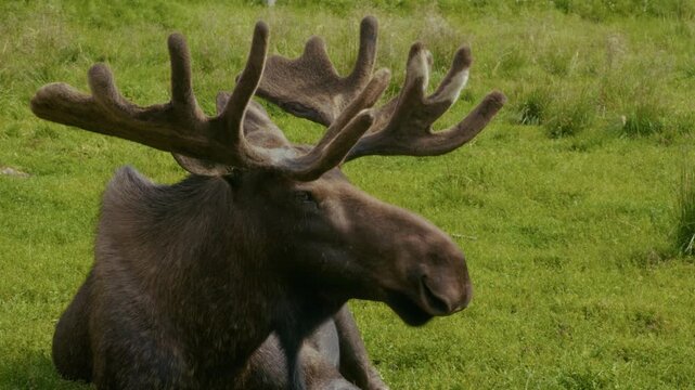 Young bull moose sitting on the ground