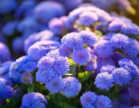 vibrant blue ageratum flowers blooming in a dense garden cluster captured with soft natural lighting