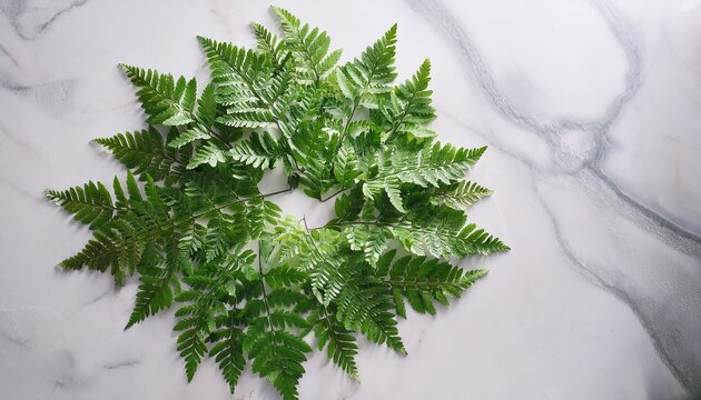 vibrant green maidenhair fern leaves arranged in a circular spiral pattern on white marble stone surface