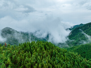 A serene mountain landscape featuring dense coniferous forests partially shrouded by soft mist and low clouds under an overcast sky. © tai